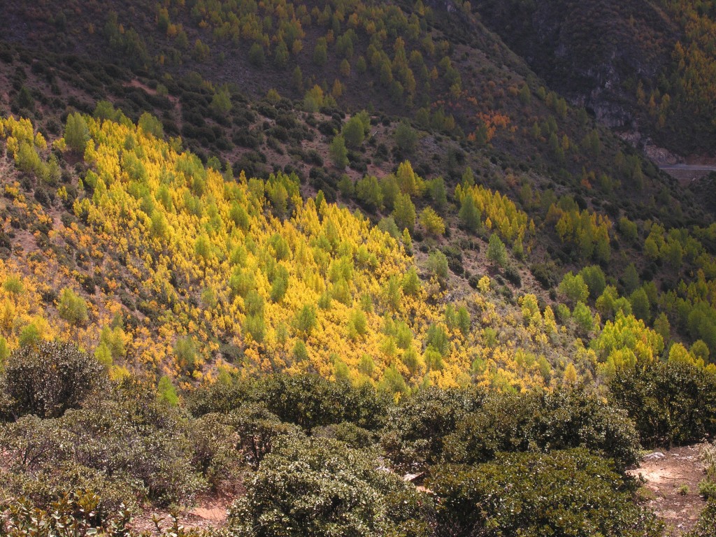 Fall colors in China Fall colors in China