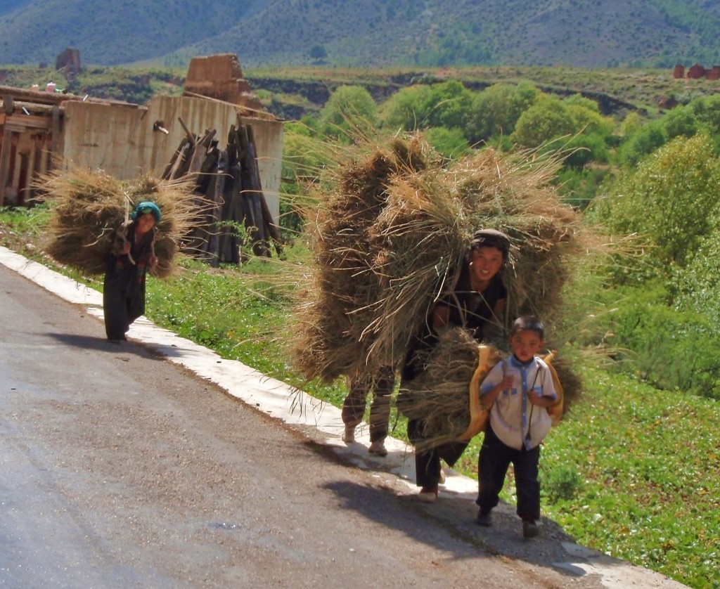 Human haystacks Tibetan women carrying stacks of hay